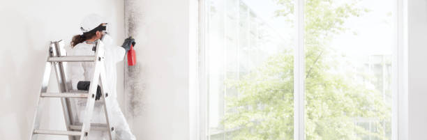 Best Black Mold Removal  in Cedar Springs, MI